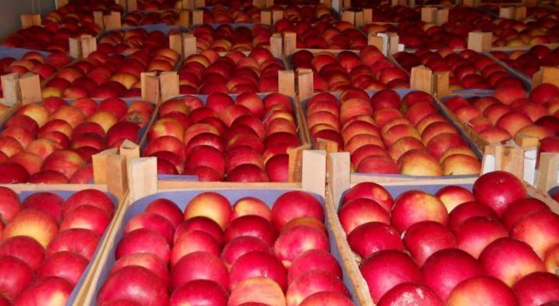 Молдавские яблоки отказываются «смотреть» на Запад